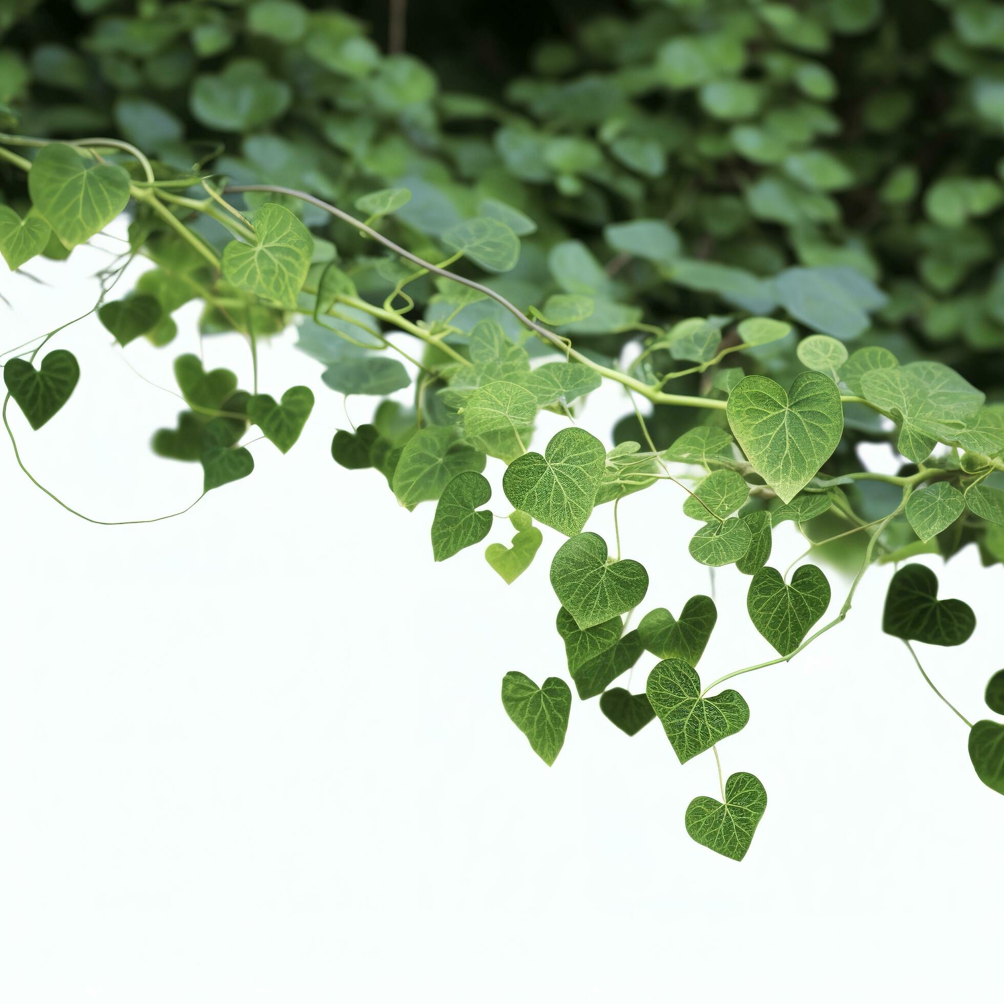 Hanging vines ivy foliage jungle bush, heart shaped green leaves