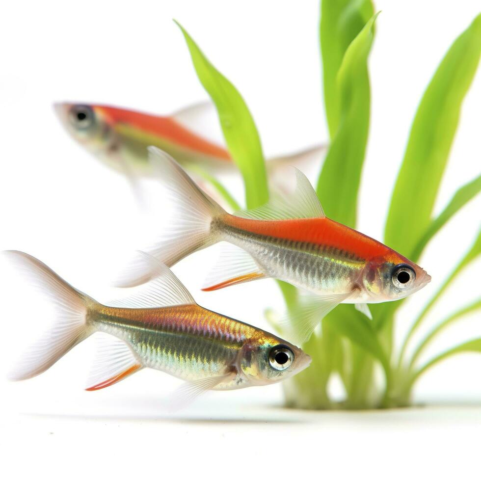 tetras aislado en blanco fondo, generar ai foto