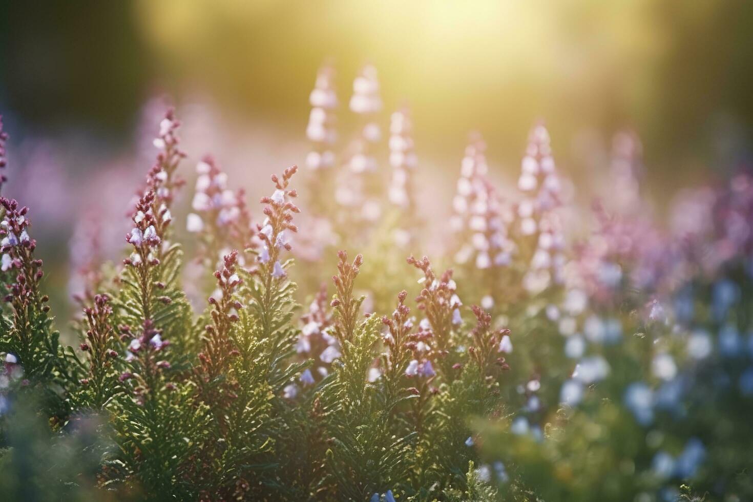 Erica Flower Field, Summer Season, Bokeh Effect , generate ai photo