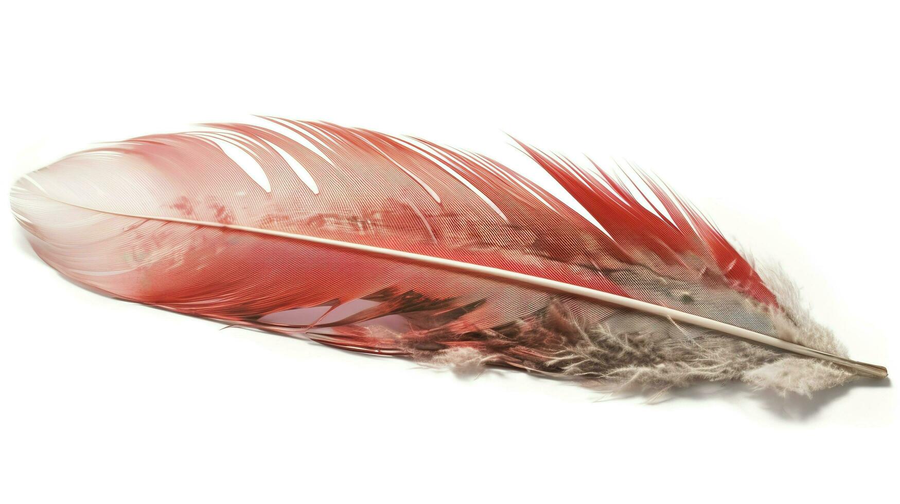 an old red feather which is drawn on a white background, in the style of light red and light pink, sketchfab, transparent translucent medium, bold colours, generat ai photo