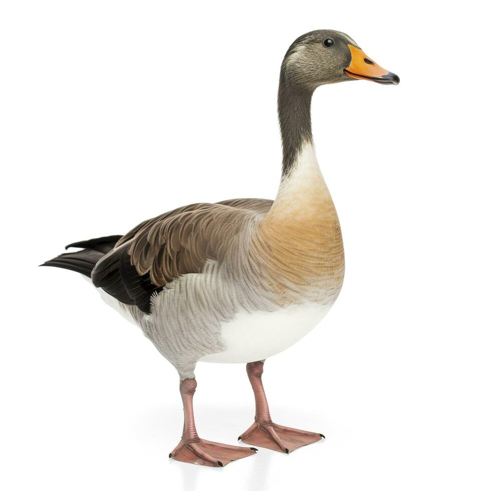 Goose isolated on white background, generate ai photo