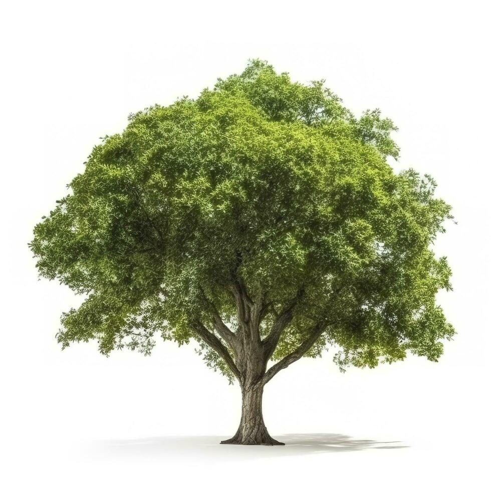 Rain tree isolated on white background. Tropical tree, generate ai photo