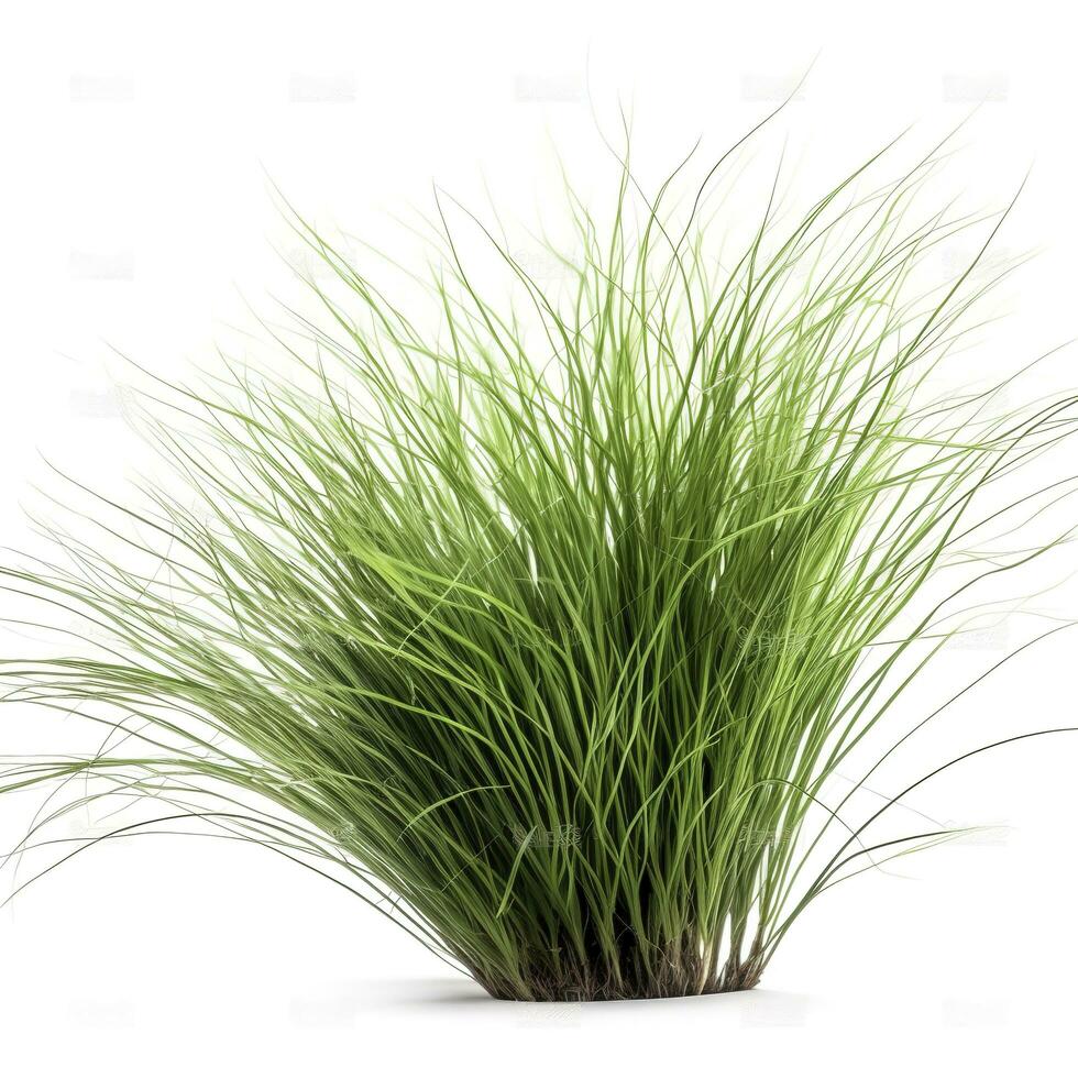 GREEN ornamental grass isolated on white backgroundi, generate ai photo