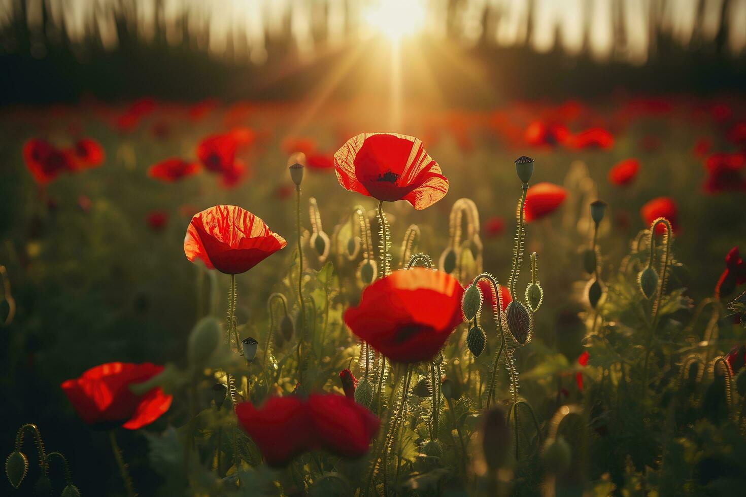 Anzac Day memorial poppies. Field of red poppy flowers to honour fallen veterans soldiers in battle of Anzac armistice day. Wildflowers blooming poppy field landscape, generate ai photo