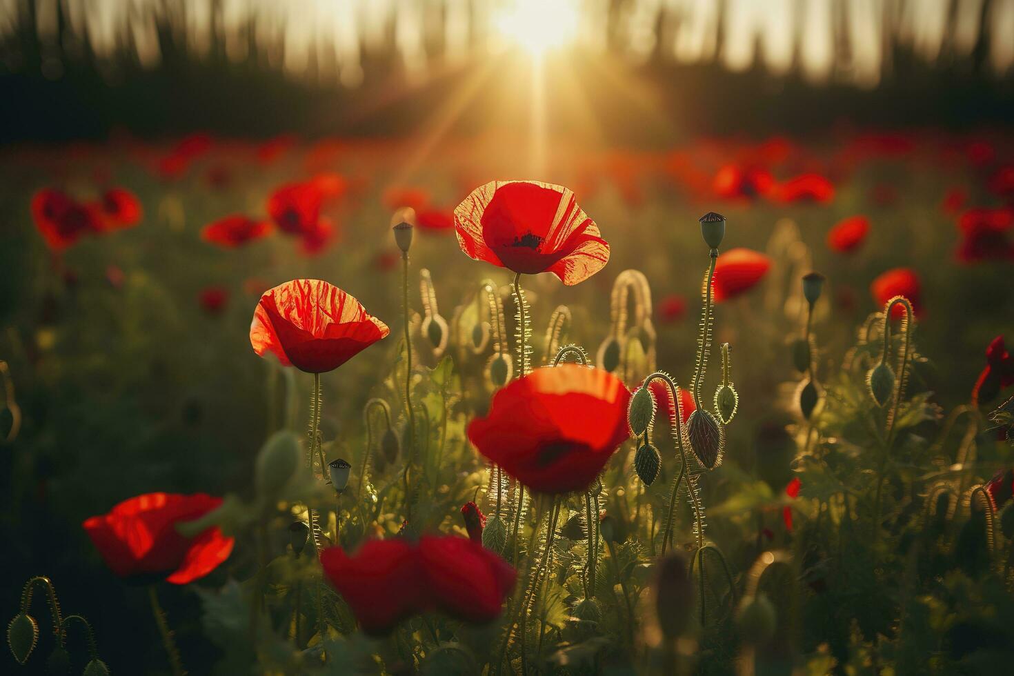 Anzac Day memorial poppies. Field of red poppy flowers to honour fallen veterans soldiers in battle of Anzac armistice day. Wildflowers blooming poppy field landscape, generate ai photo