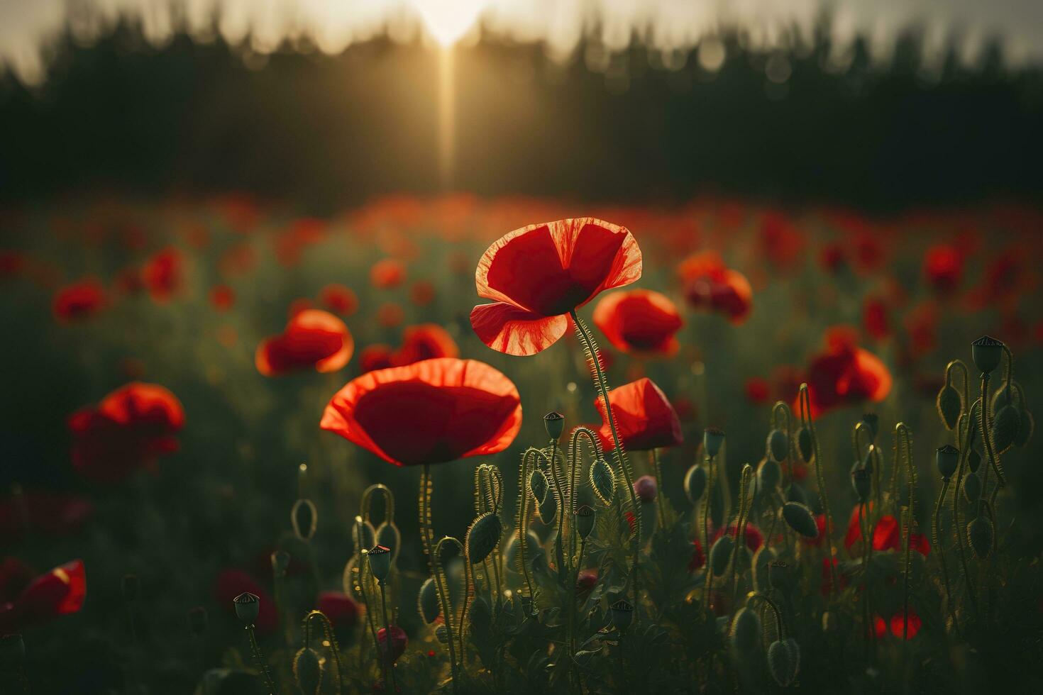 Anzac Day memorial poppies. Field of red poppy flowers to honour fallen veterans soldiers in battle of Anzac armistice day. Wildflowers blooming poppy field landscape, generate ai photo