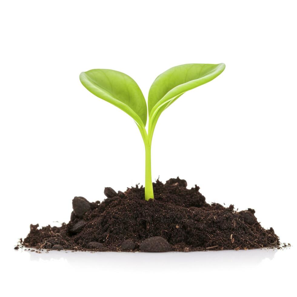 Green sprouts growing out from soil isolated on white background, Young plant of pomelo in soil humus on a white background, earth day concept, ecology concept, generate ai photo