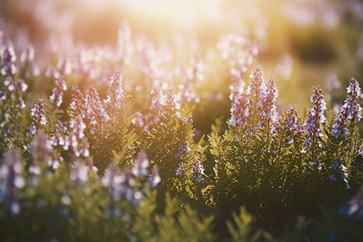 Erica Flower Field, Summer Season, Bokeh Effect , generate ai photo