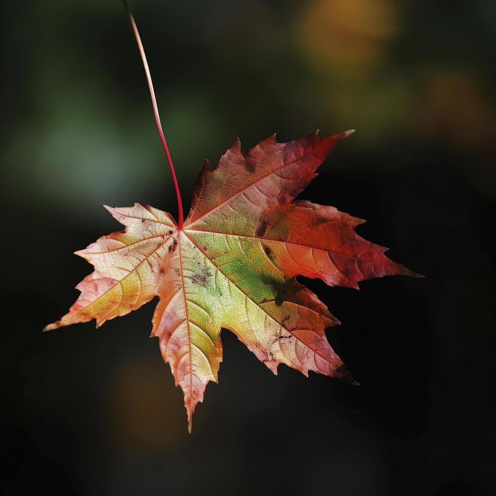 autumn maple leave in a row, vivid colors, panorama illustration on black background photo