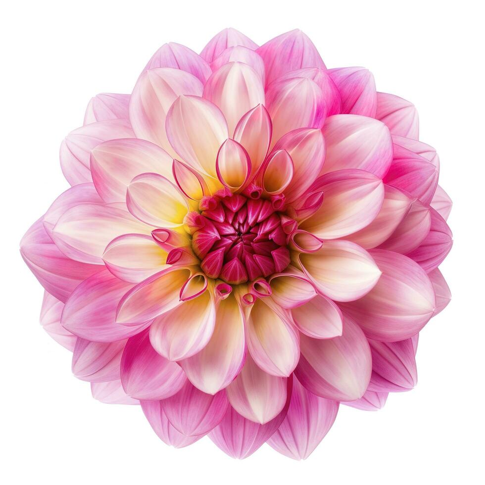 pink flower dahlia on a white background isolated with clipping path. Closeup. for design. Dahlia, generate ai photo