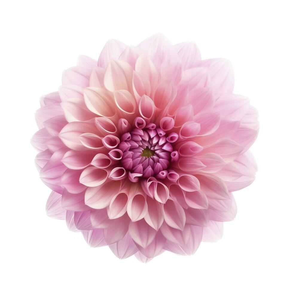 pink flower dahlia on a white background isolated with clipping path. Closeup. for design. Dahlia, generate ai photo