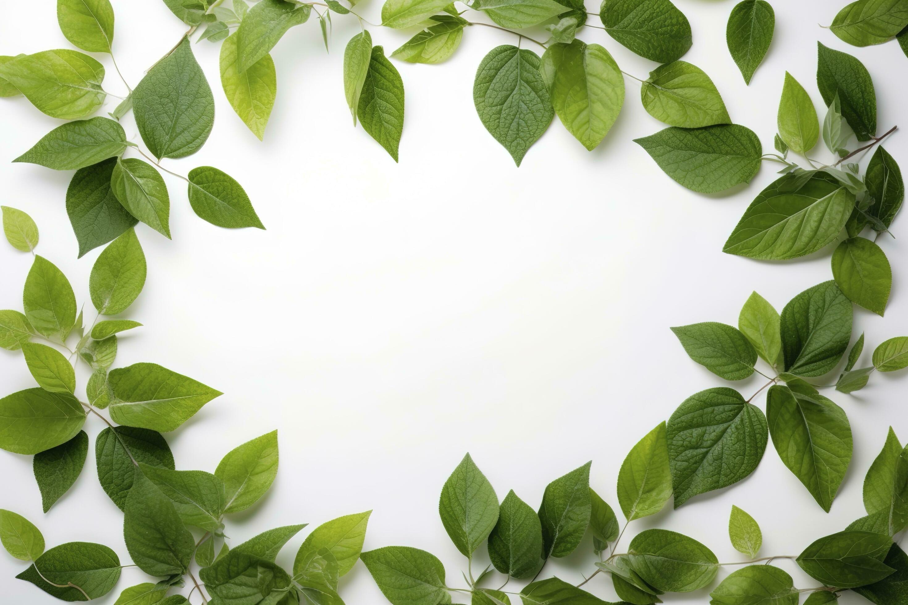 Green leaves on white background healthy lifestyle photo beautiful