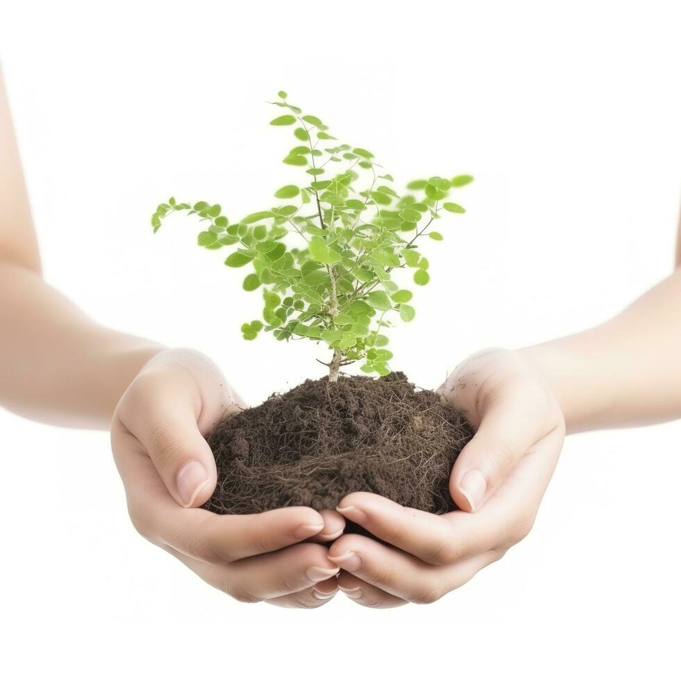 ambiente tierra día en el árbol planta en mujer mano aislado en blanco antecedentes. bosque conservación concepto, concepto eco tierra día. ahorro el ambiente, ecología concepto, generar ai foto