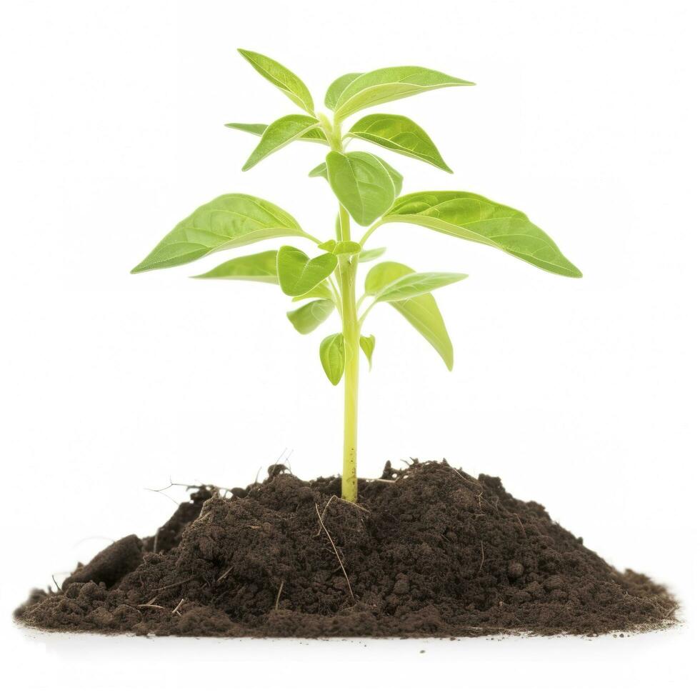 Environment Earth Day In the Tree plant isolated on white background. Forest conservation concept, concept eco earth day. Saving the environment, ecology concept, generate ai photo