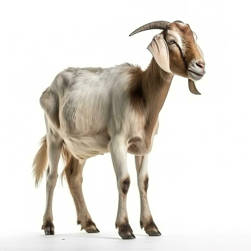 Goat isolated on white background, generate ai photo