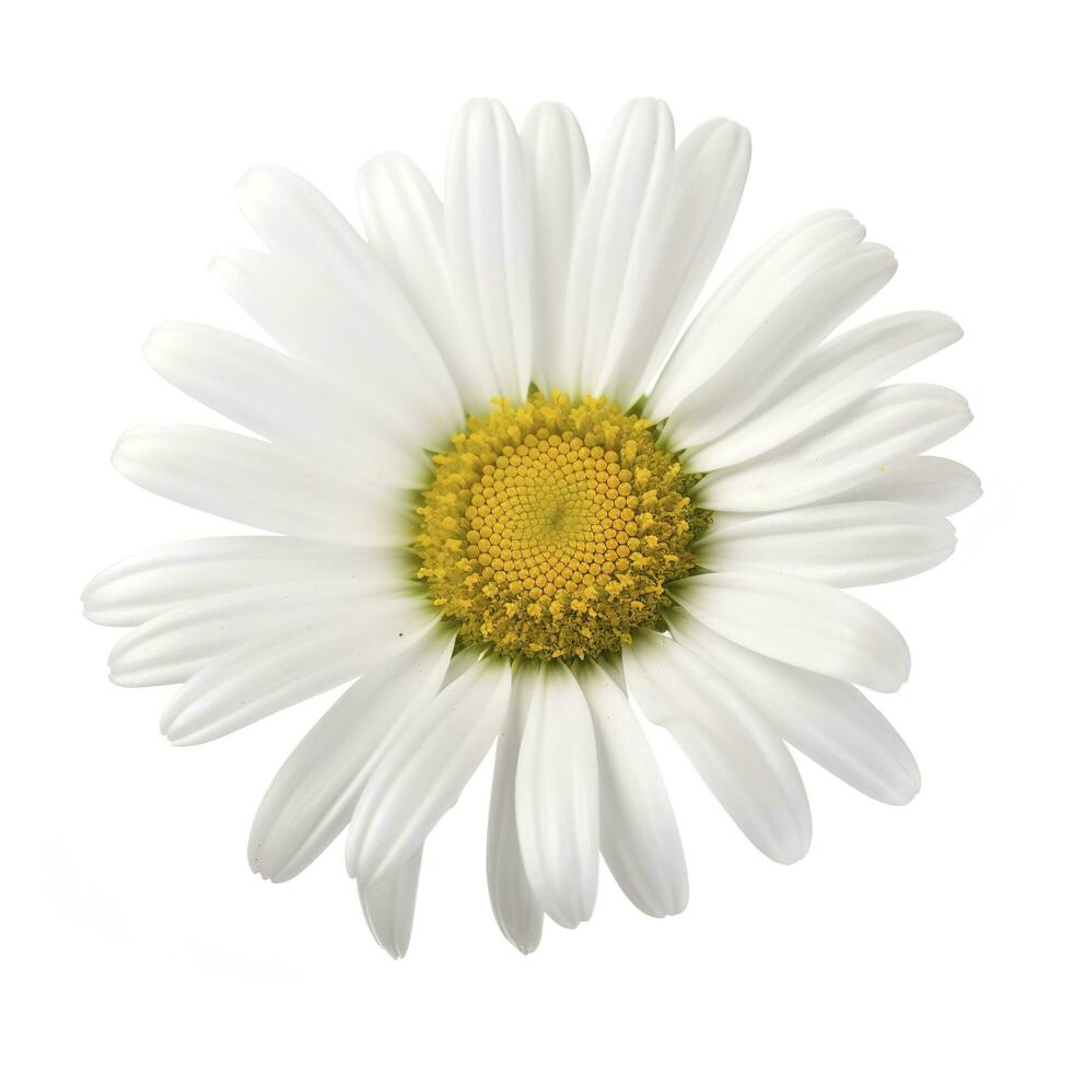 margarita flor con aislado en blanco fondo, generar ai foto