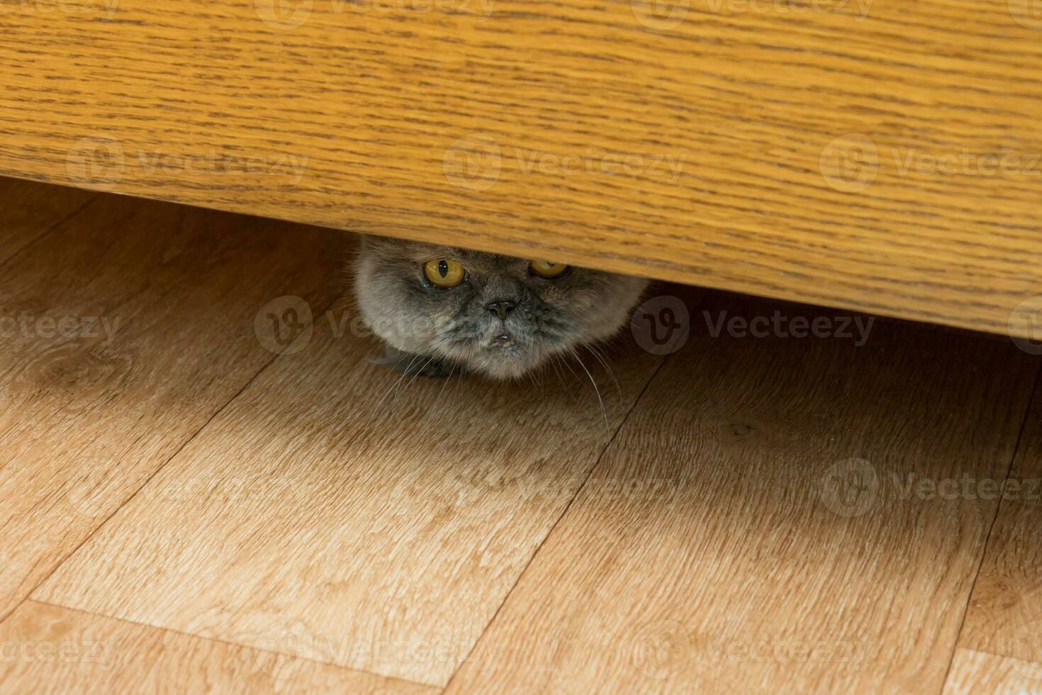 frightened persian cat peeking out from under the bed photo