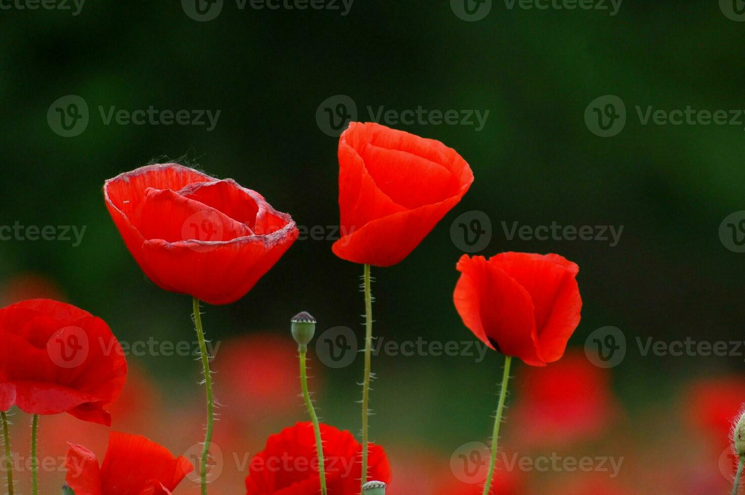 Field of poppies photo