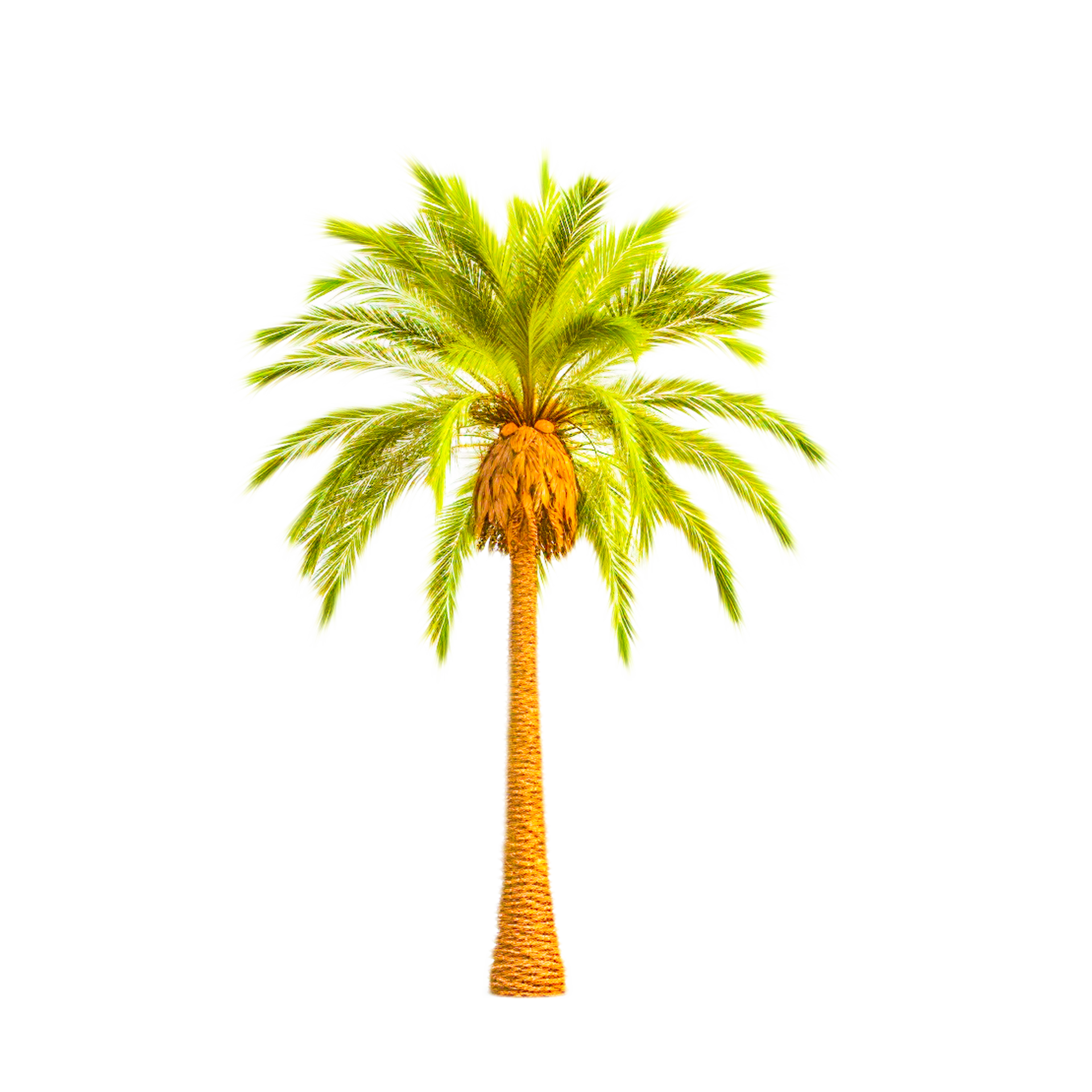 Coconut Palm Tree Images 24500699 PNG coconut-palm-tree-images-24500699-png