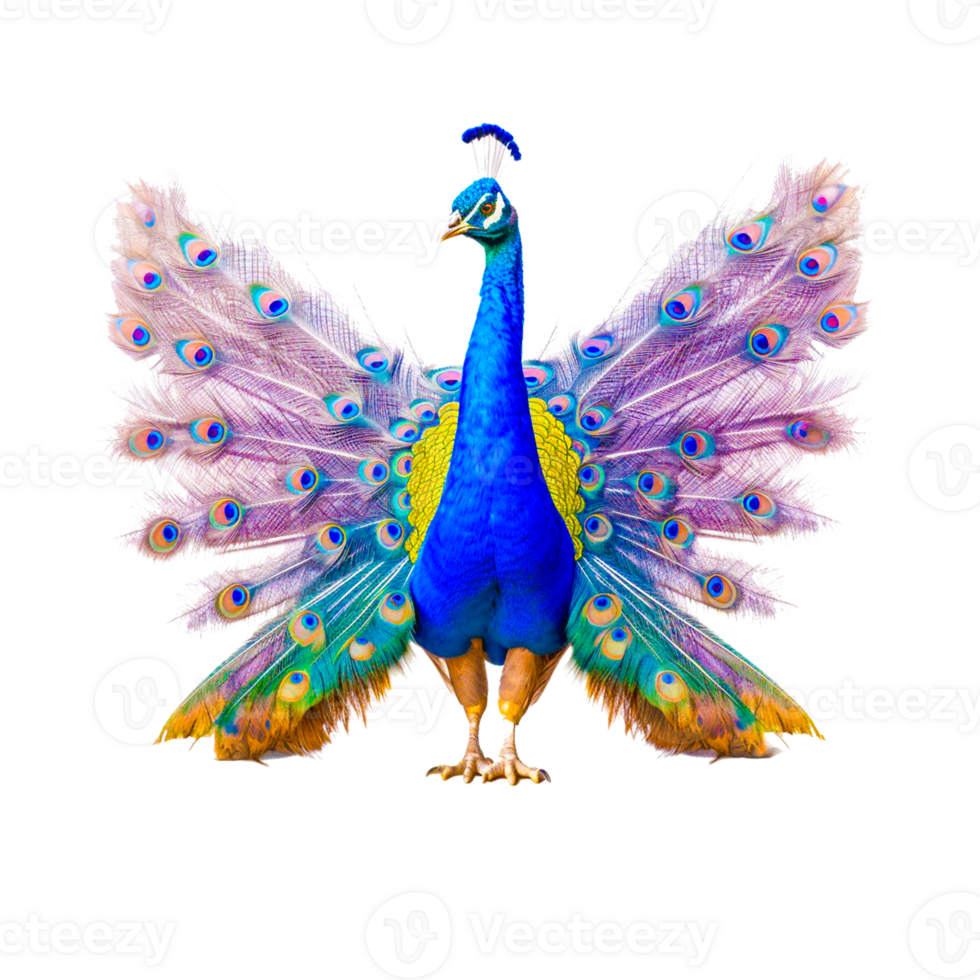 Cartoon Watercolor Blue Peacock png