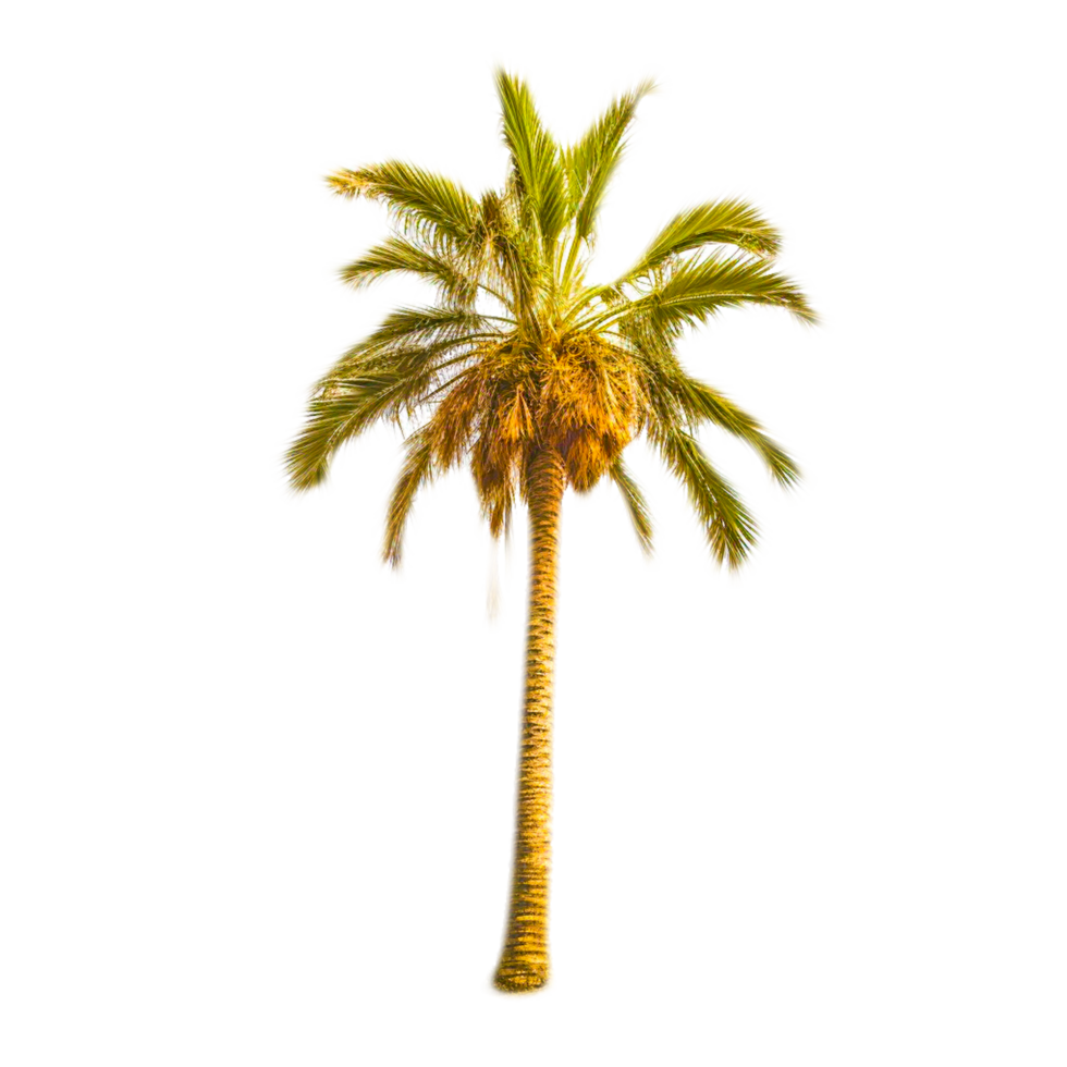 Datum Palme Pflanze Symbol ai generativ png