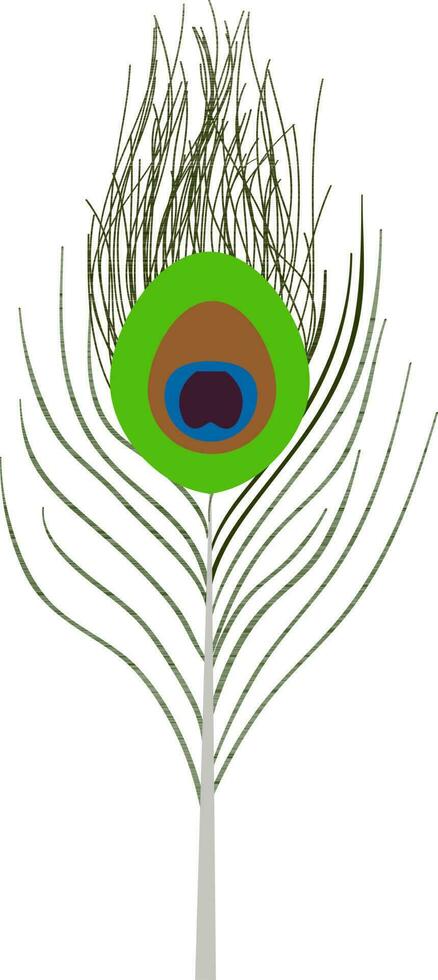 Illustration of peacock feather. vector