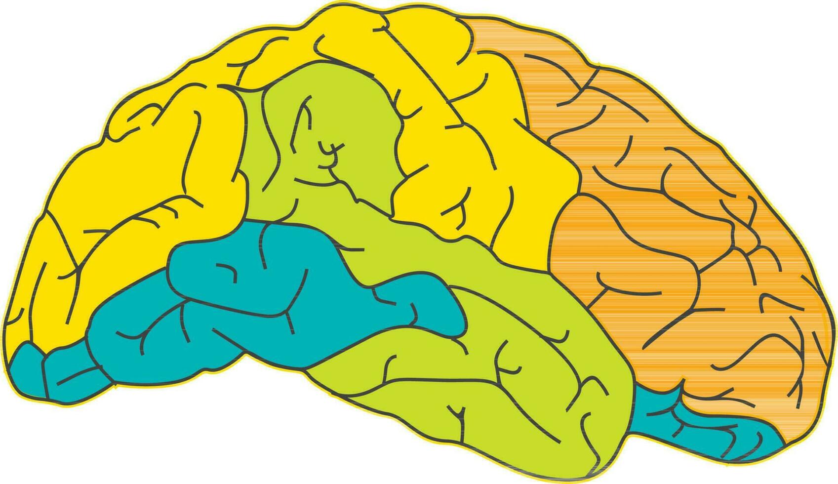 Illustration of human brain. vector