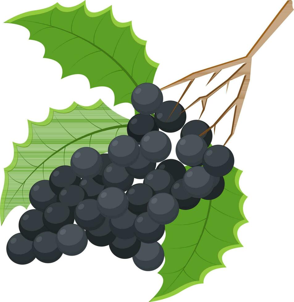 ilustración de uvas con hojas. vector