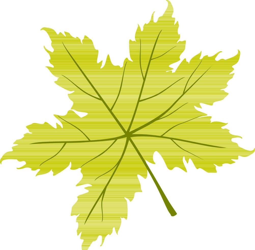 Illustration of maple leaves. vector