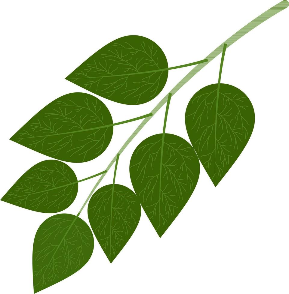 ilustración de hojas. vector