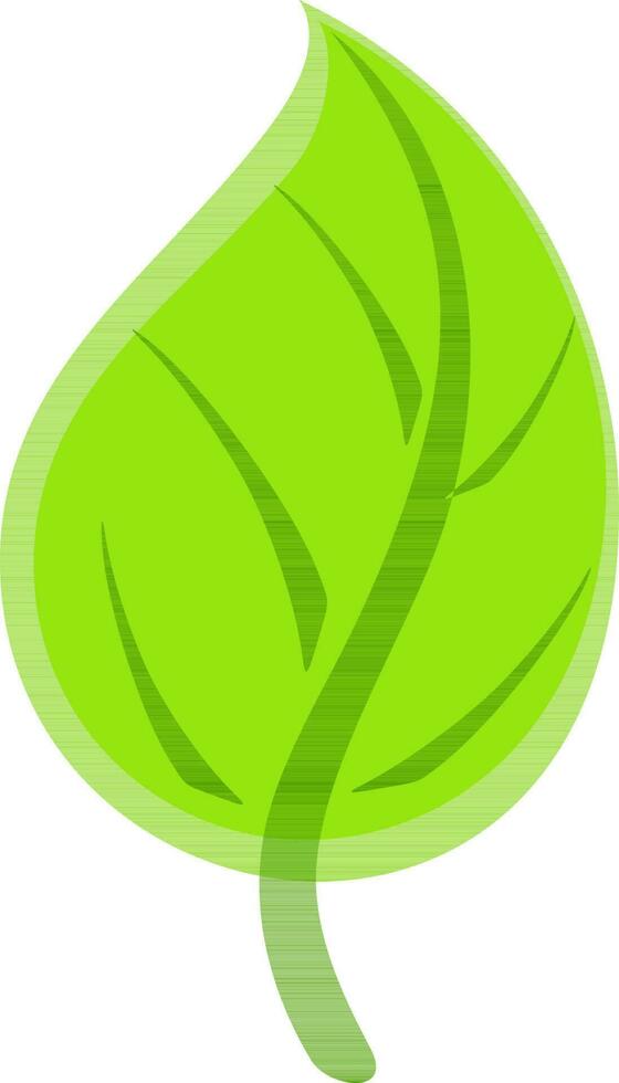 Illustration of green leaf. vector