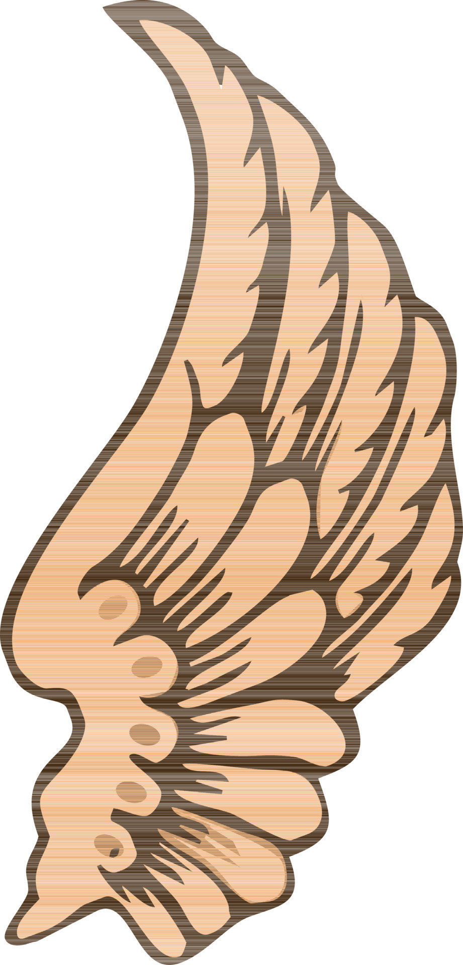Brown color eagles wing. 24503630 Vector Art at Vecteezy