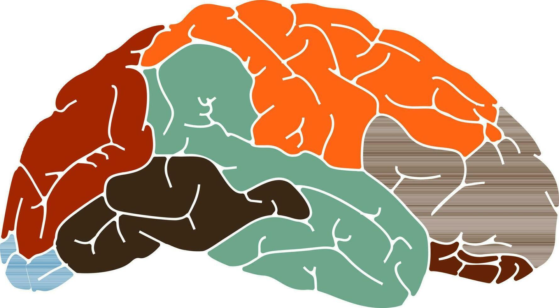 Colorful illustration of human brain. vector