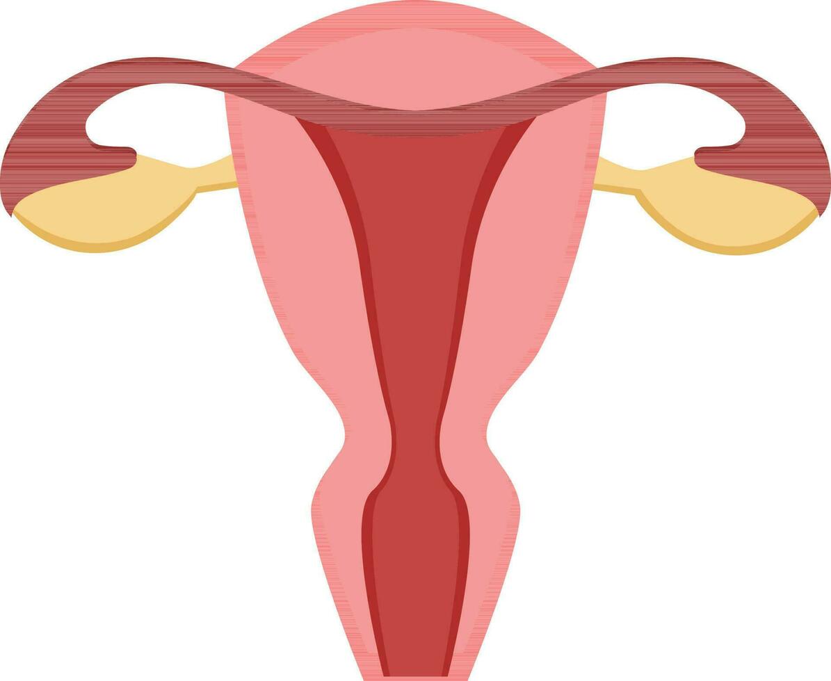 Isolated Female Reproductive System Icon In Flat Style. vector