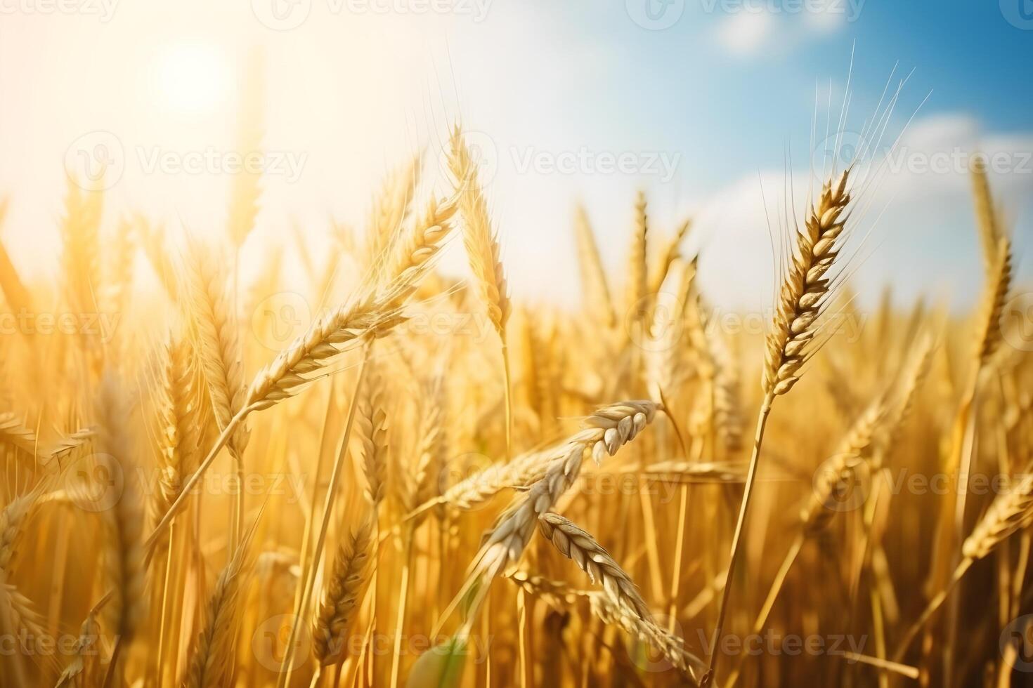 Field of ripe wheat with a sunshine and blue sky. Beautiful natural background with copy space. . photo