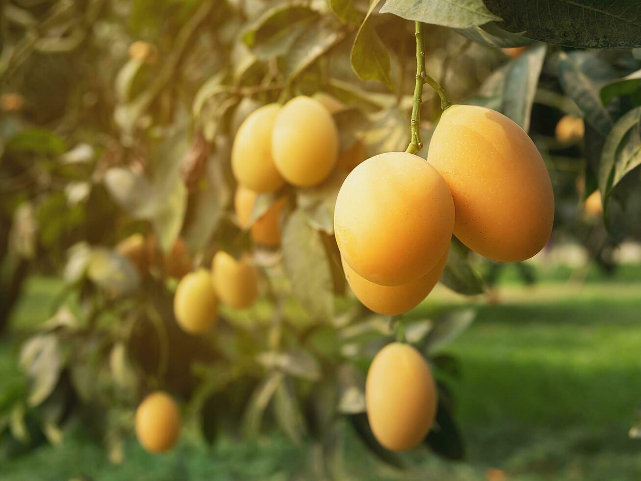 ripe juicy marian plum or plum mango fruit tree in tropical agriculture orchard garden thailand photo