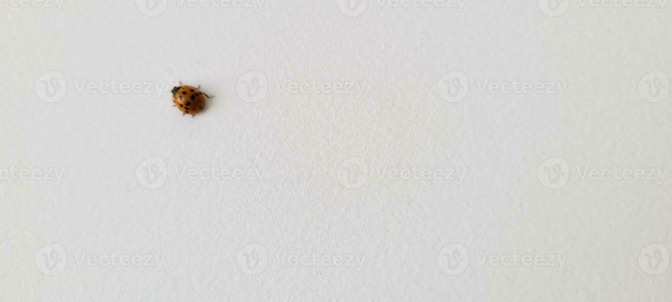 red ladybug with white background photo