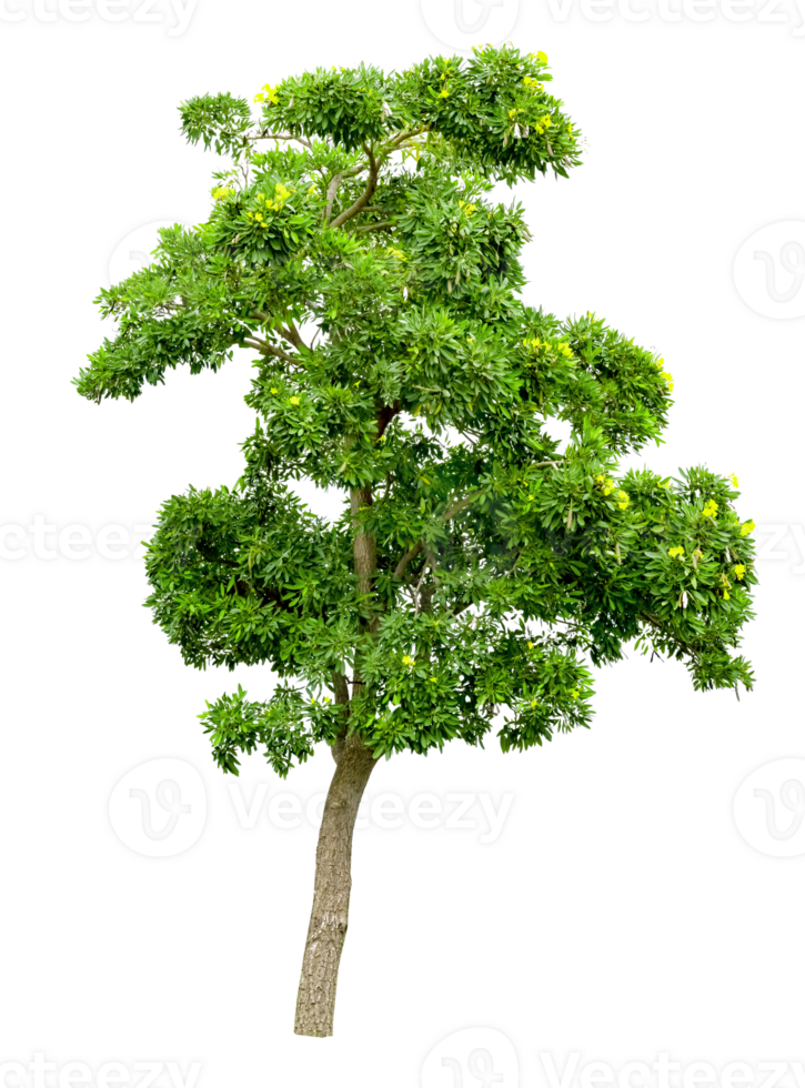 Green Tree Isolated png