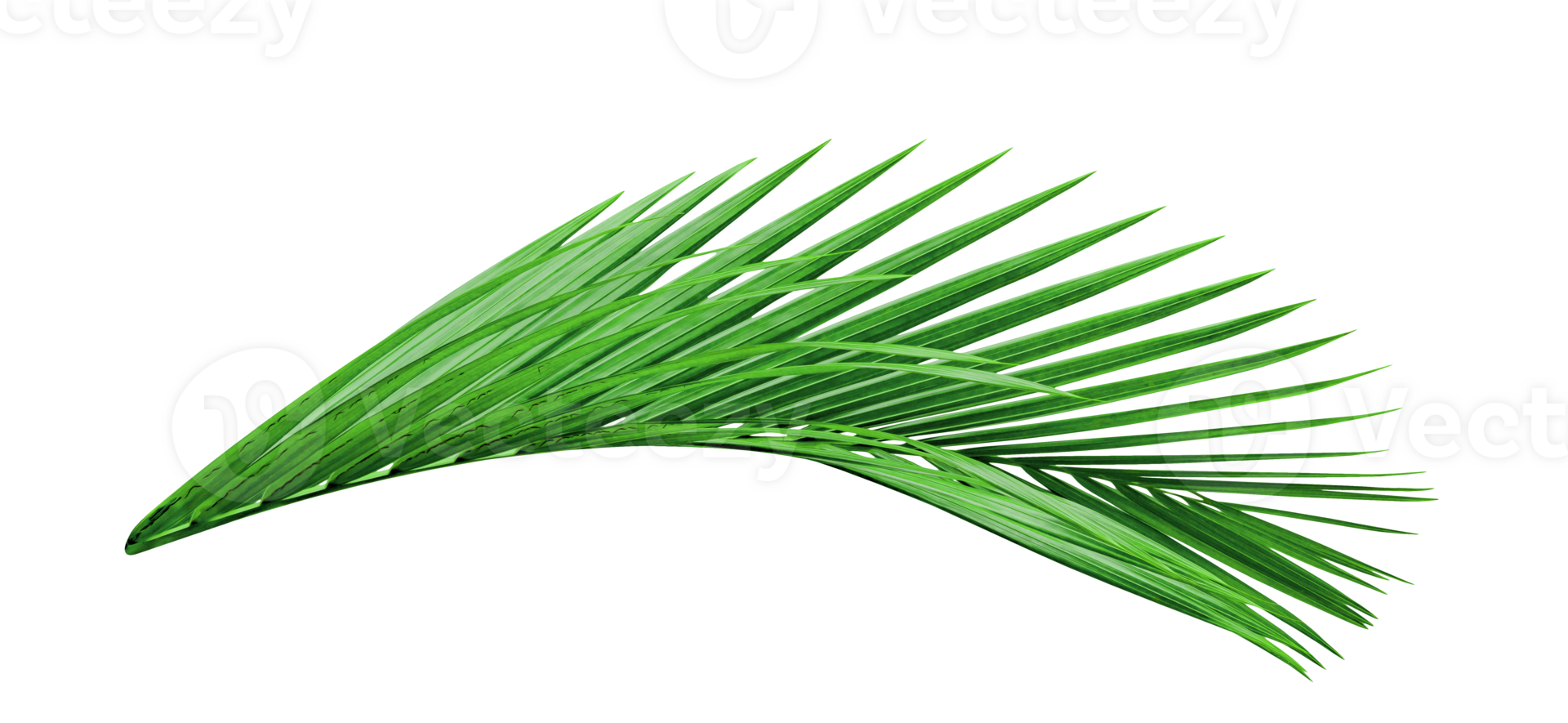 Green leaves pattern,leaf palm tree isolated png