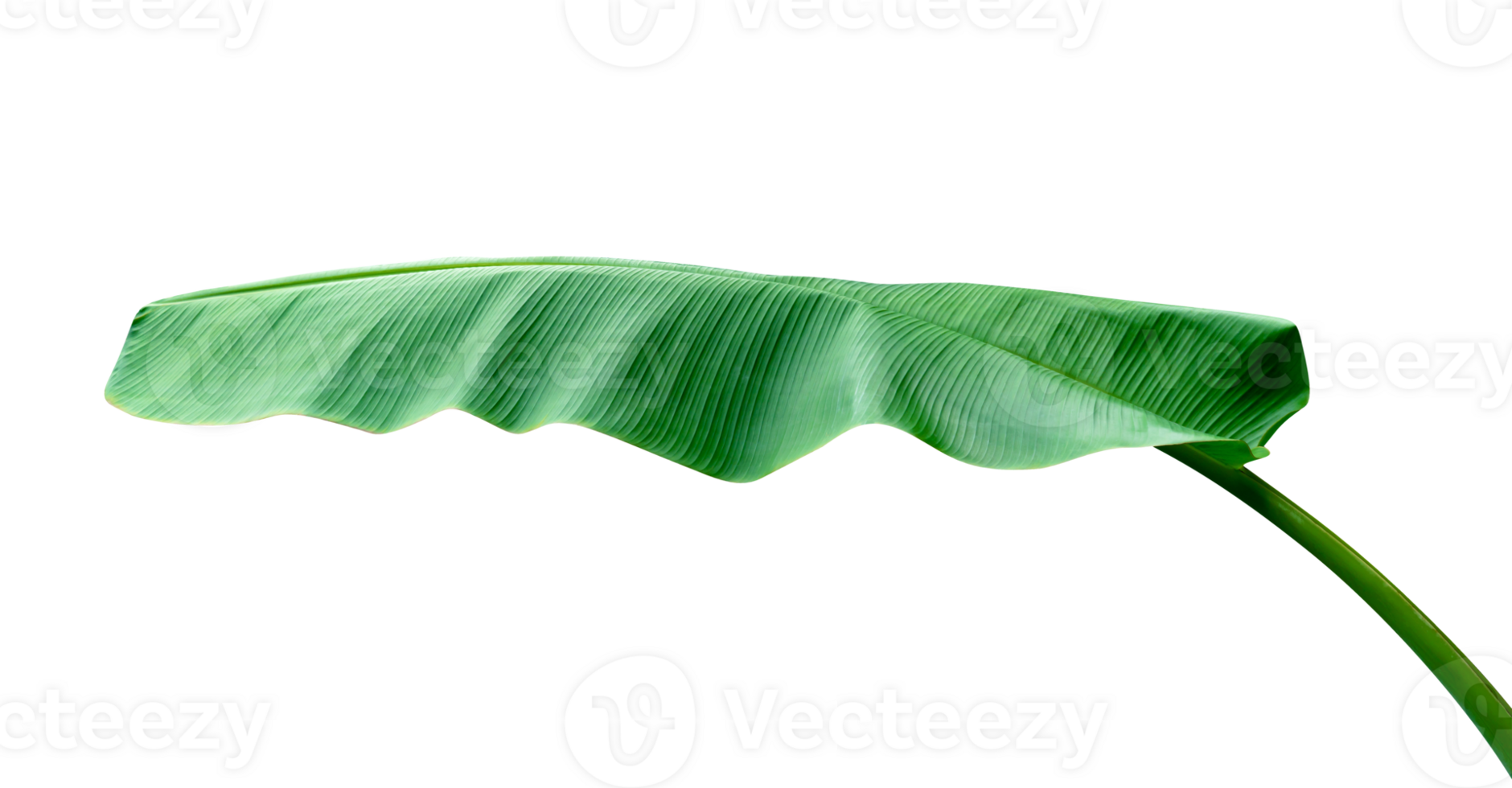 Green leaves pattern,leaf banana isolated png