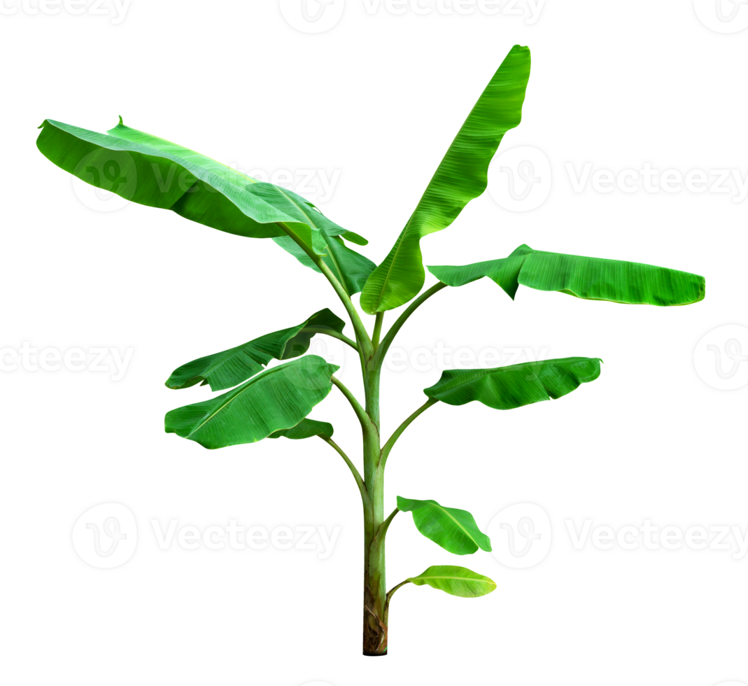 banana tree,green leaves pattern isolated png
