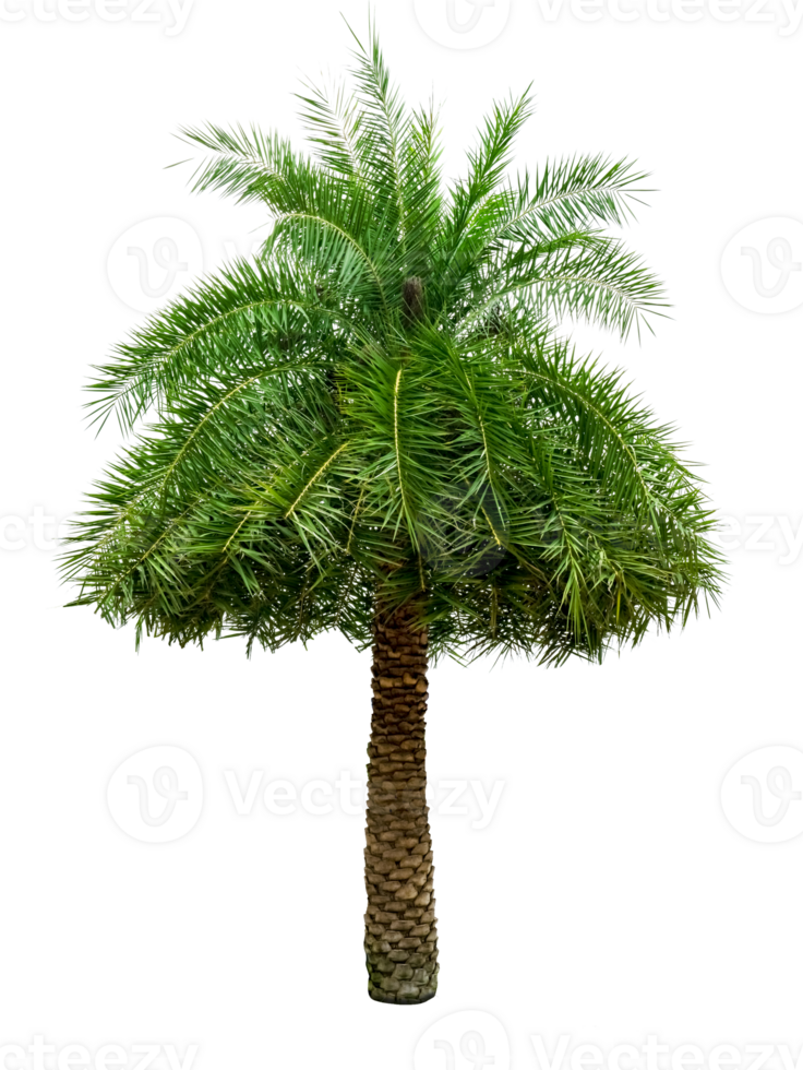 Green palm tree Isolated 24508017 PNG