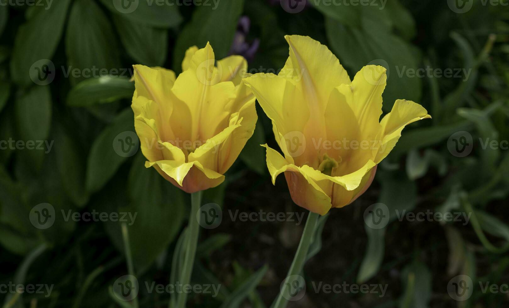 Colourful flowers at Edwards Gardens in Toronto, Ontario. photo