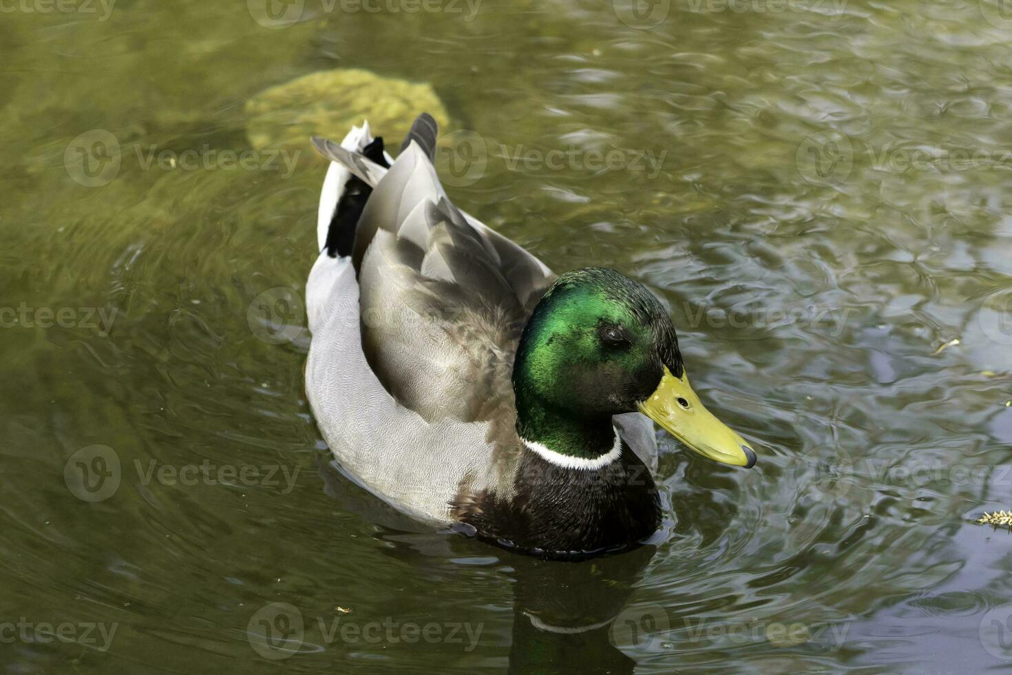 Mallard Duck in a small river in Edward Garden Park, Toronto. photo