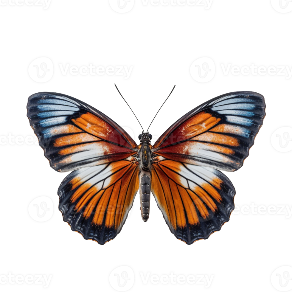 butterfly isolated on background with png