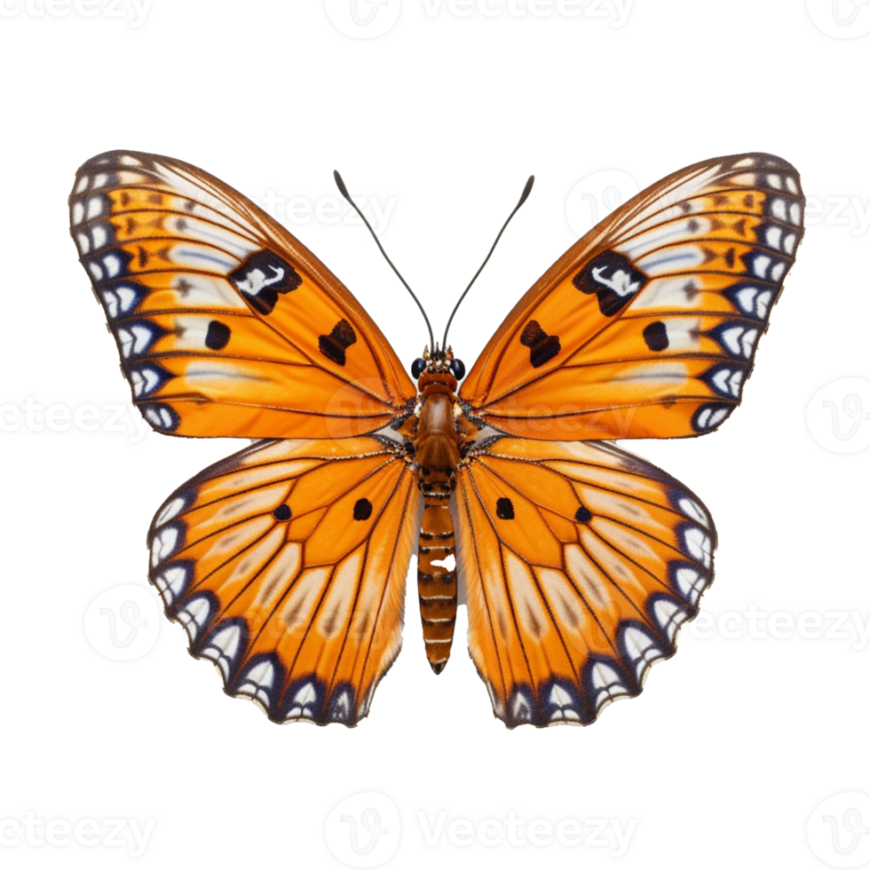 butterfly isolated on background with png