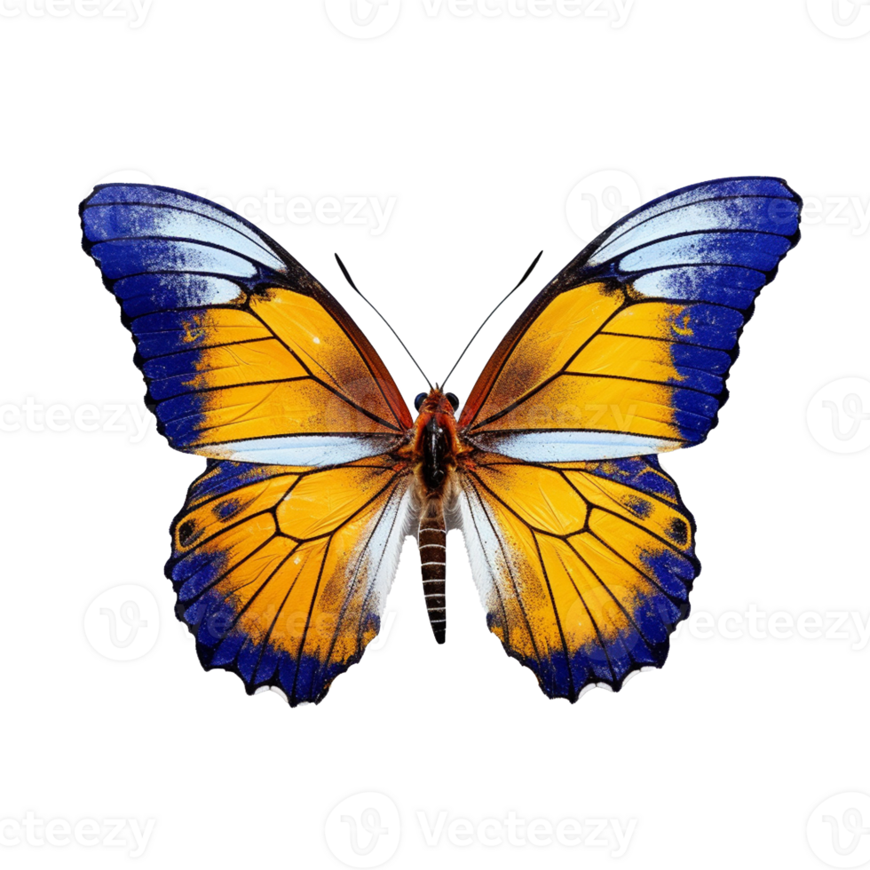 butterfly isolated on background with png