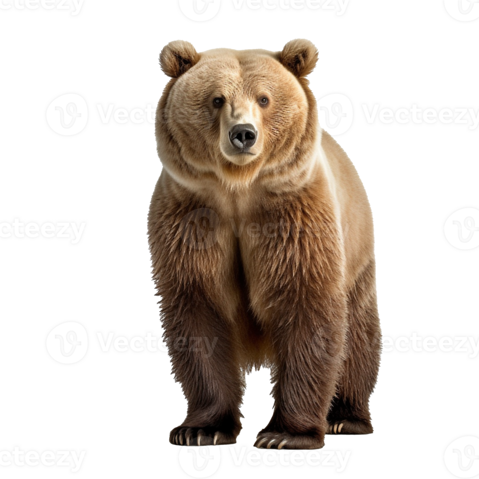 bear isolated on background with png