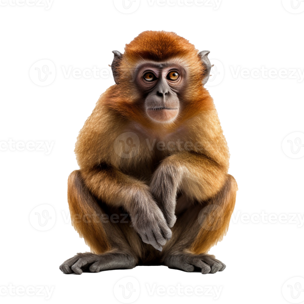 monkey isolated on background with png
