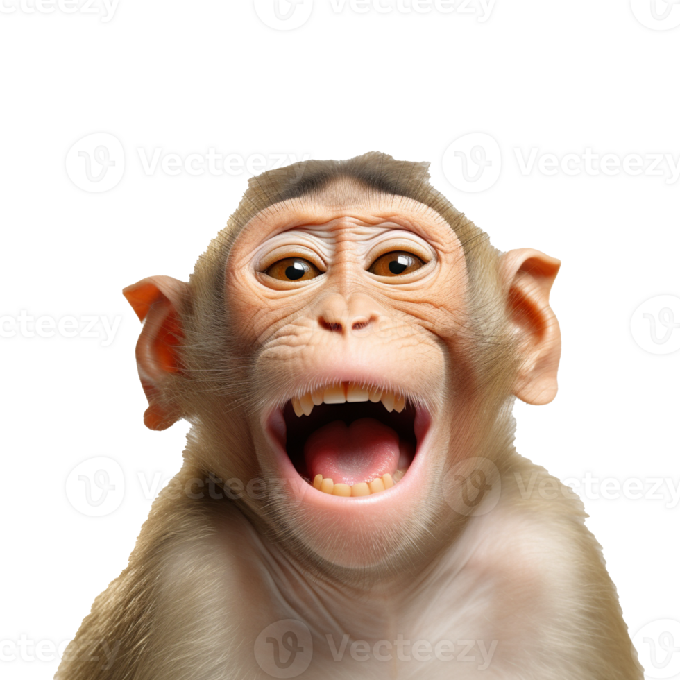 happy monkey isolated on background with png